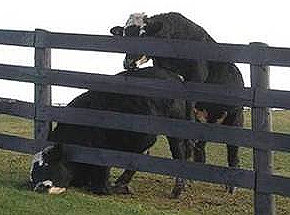 cowinfence2