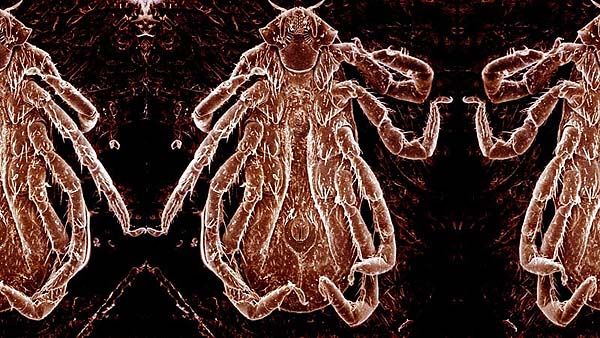 DeerTicks