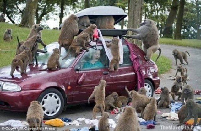 AFricaBabooons,jpg