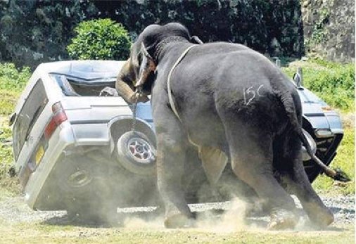 ElephantAfrica
