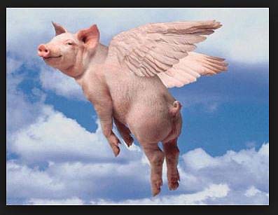 FlyingPig