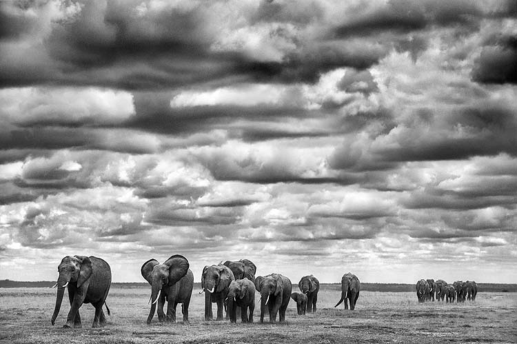 ElephantsSmall