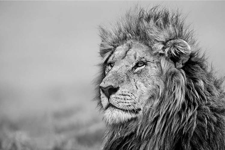 LionSmall
