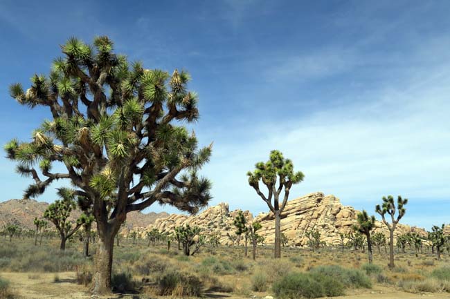 JoshuaTrees2