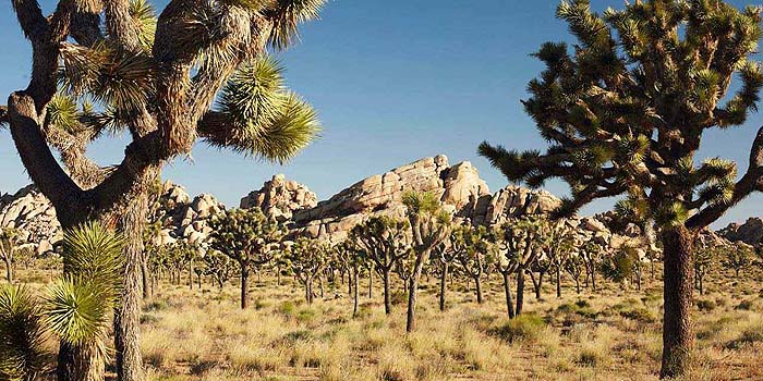 joshuatrees